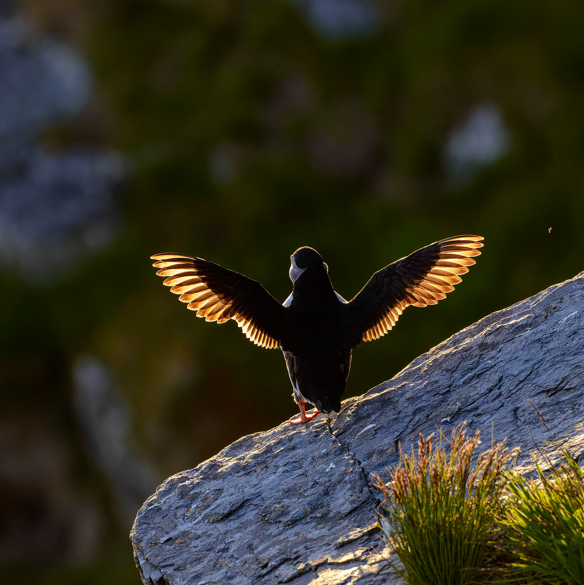 Puffins in sunset II