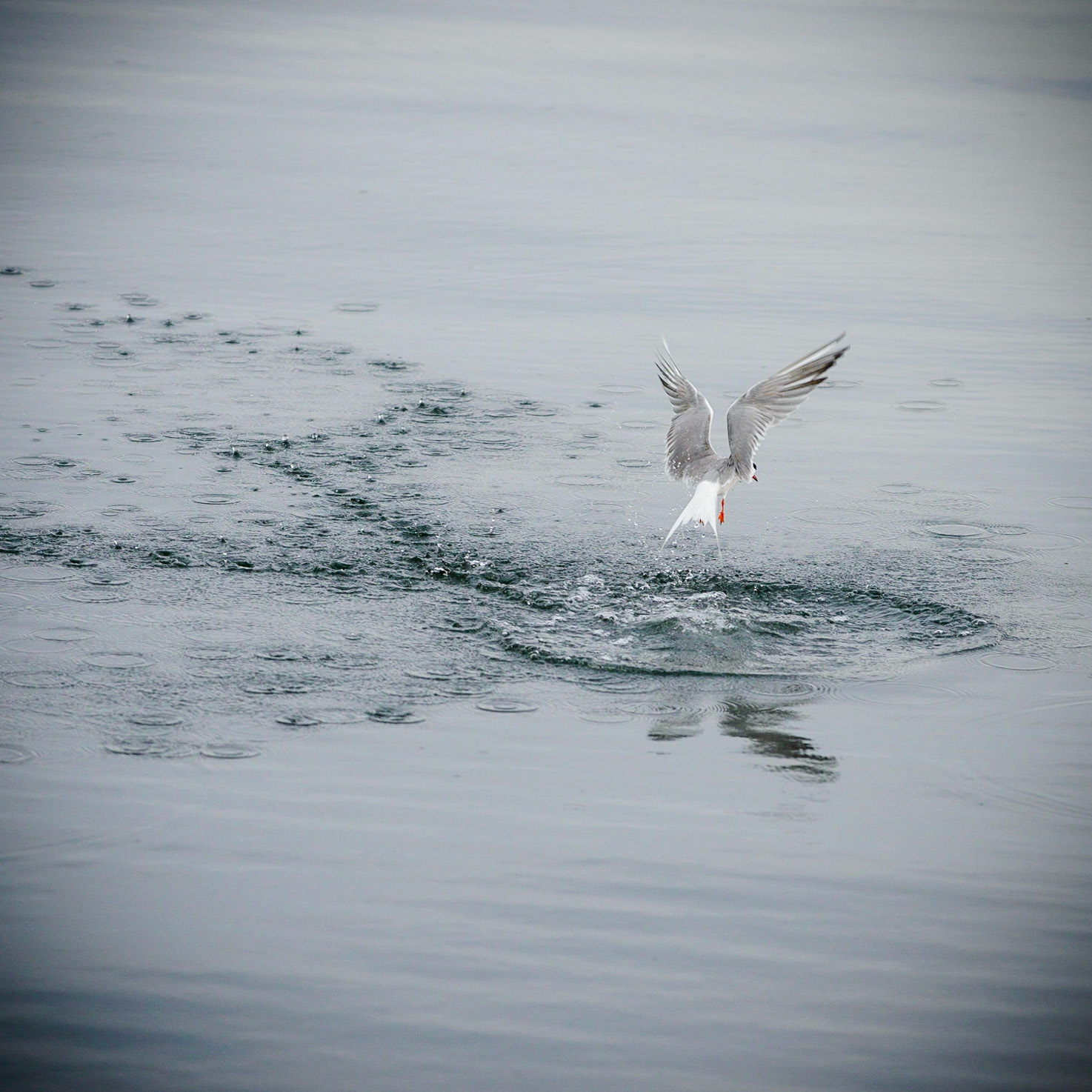 Common Tern II