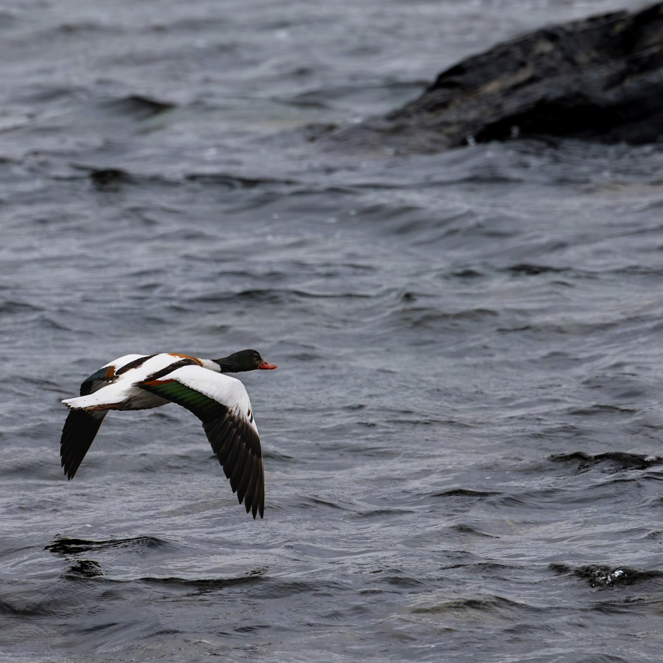 Gravand fra Runde / Common shelduck from Runde