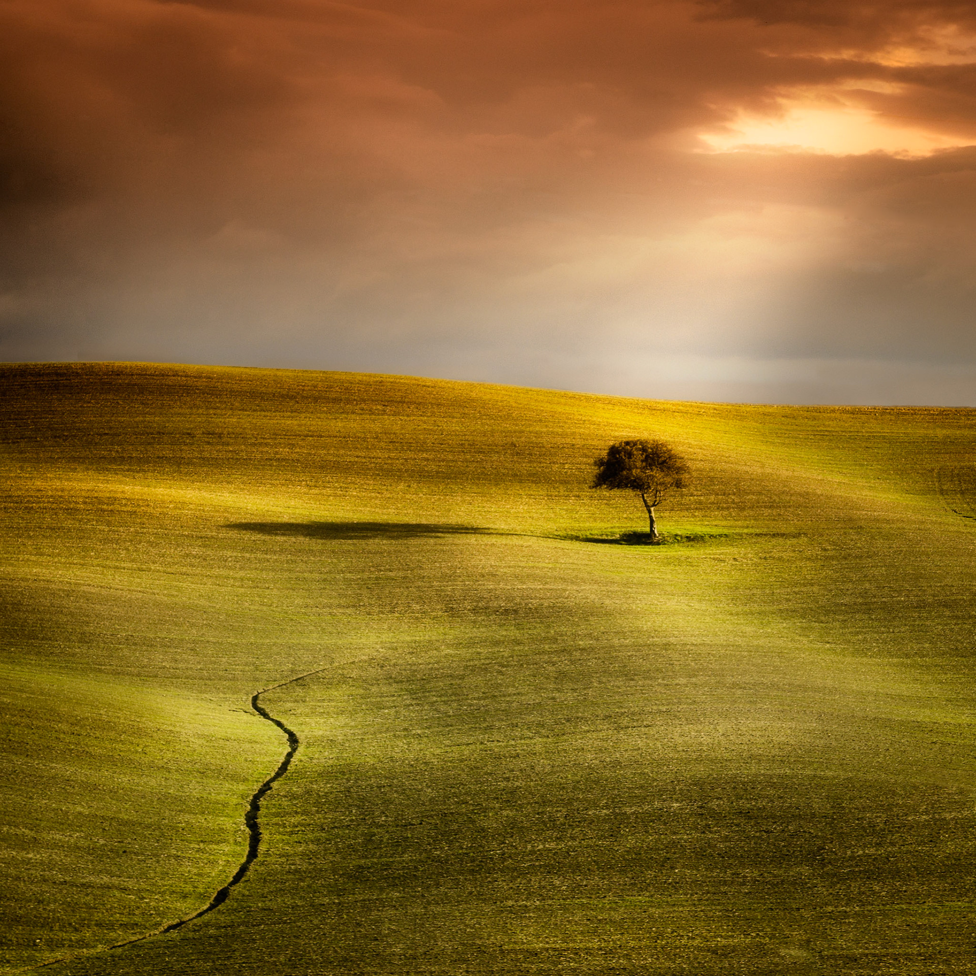 A lone tree stands on a sunlit hill in Montalcino, Siena, Italy, with dramatic clouds and golden light creating a serene and picturesque landscape.