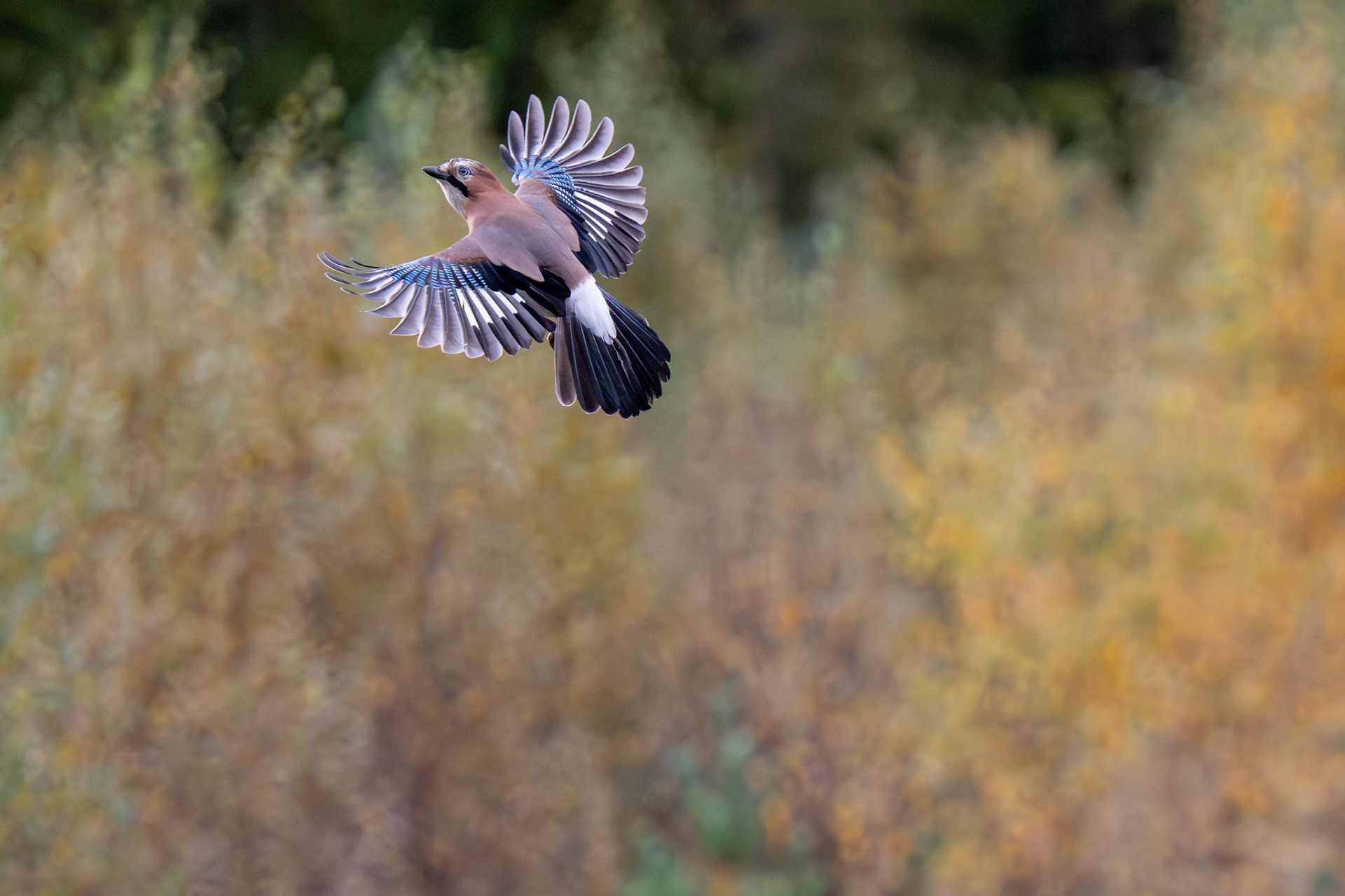 Nøtteskrike i høstfarger