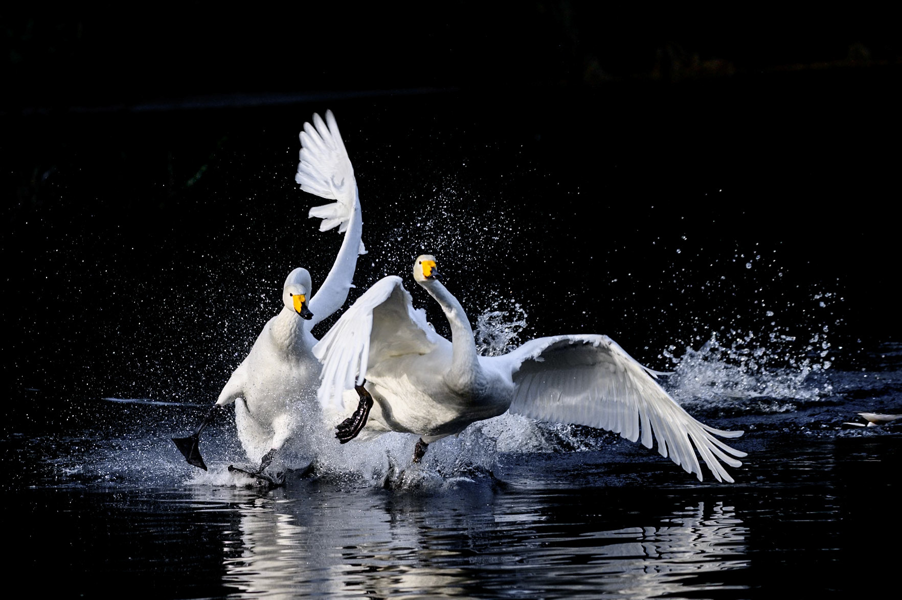 Sangsvaner i kamp / Whooper Swans fighting