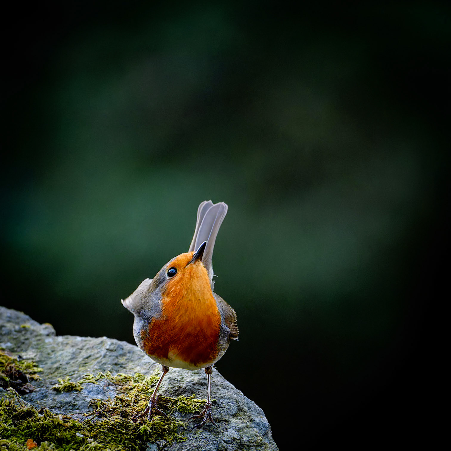 Rødstrupen tar sats/ Robin ready to jump