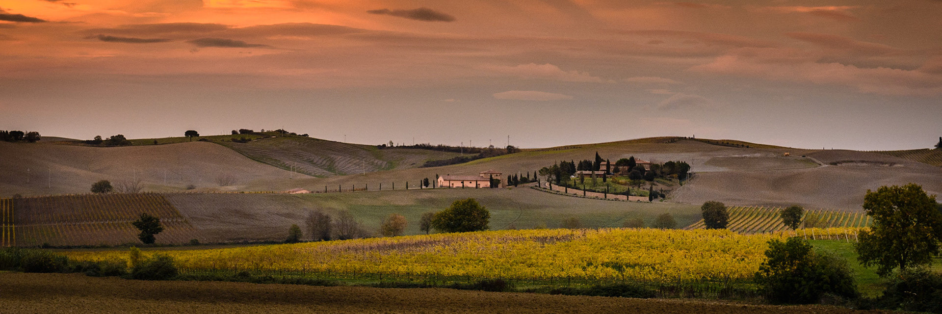 Wineyard in the autumn