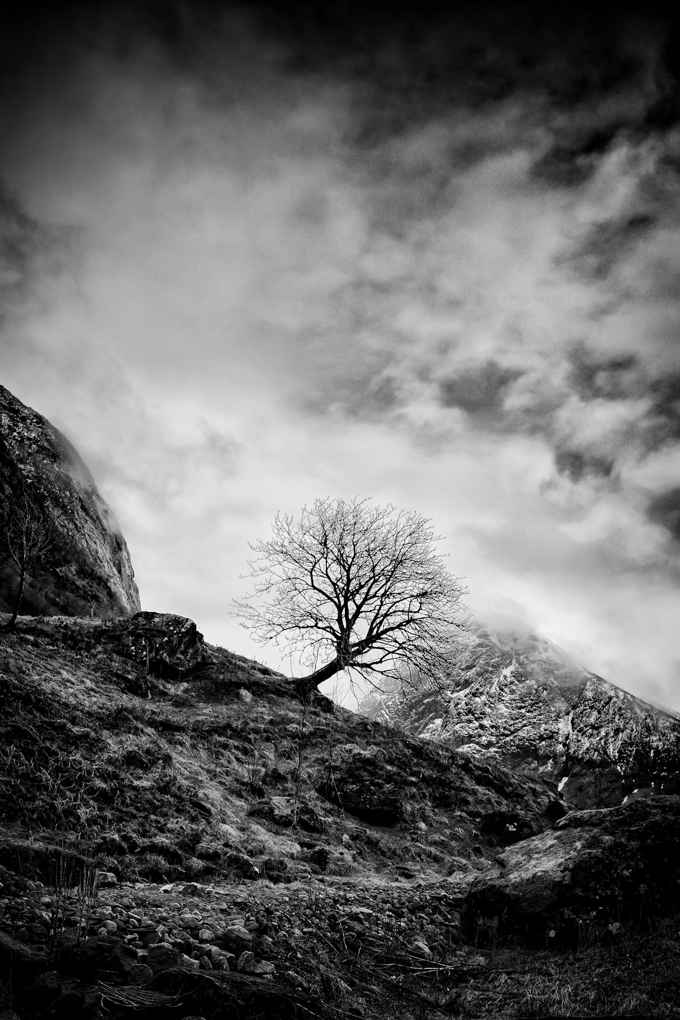 Tree in Jølster