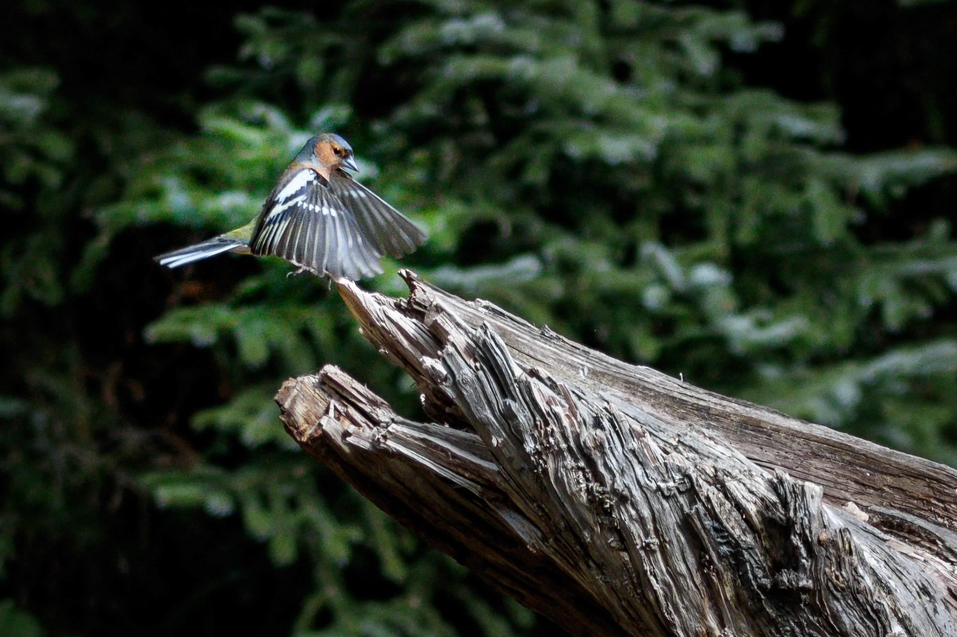 Bokfink inn for landing