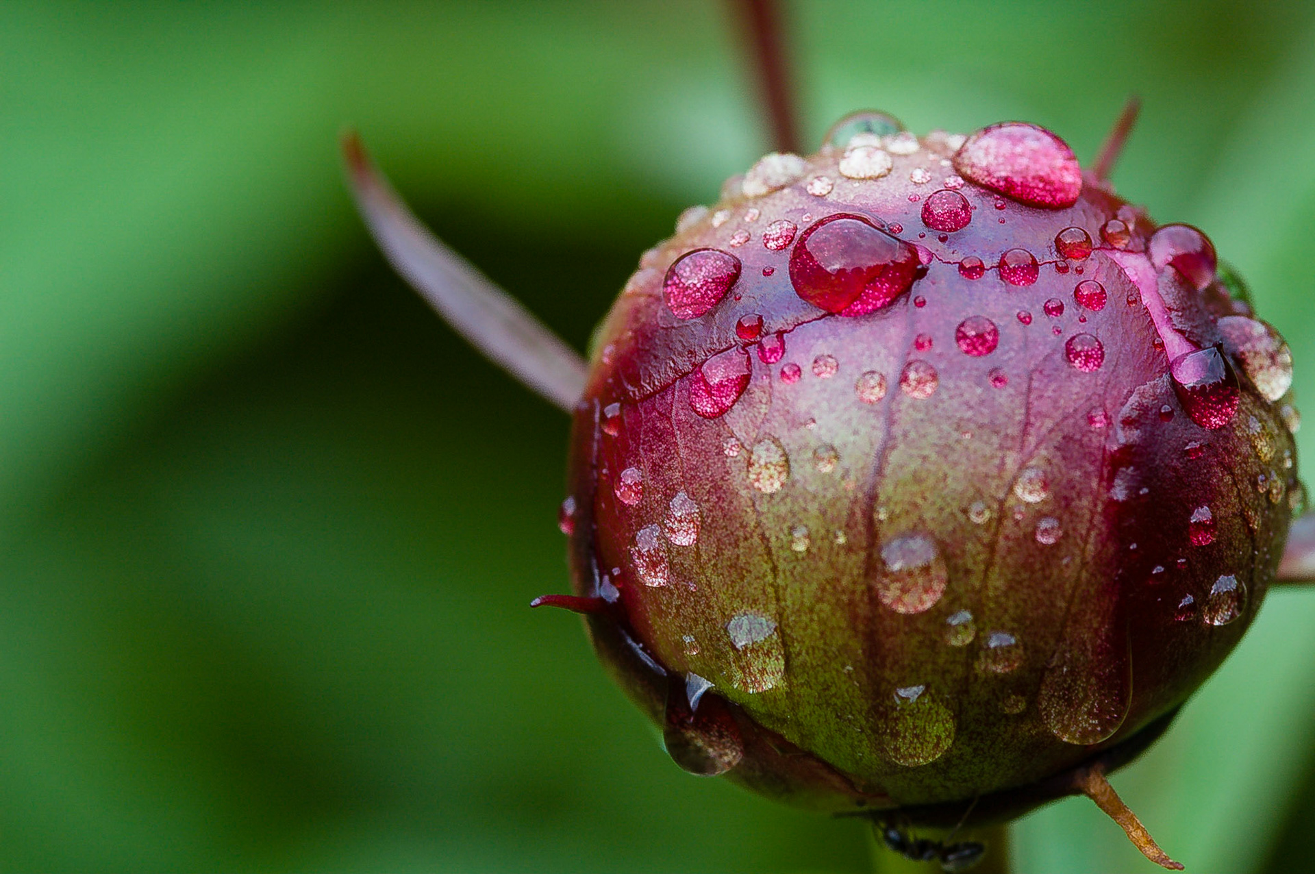 Ant on peony