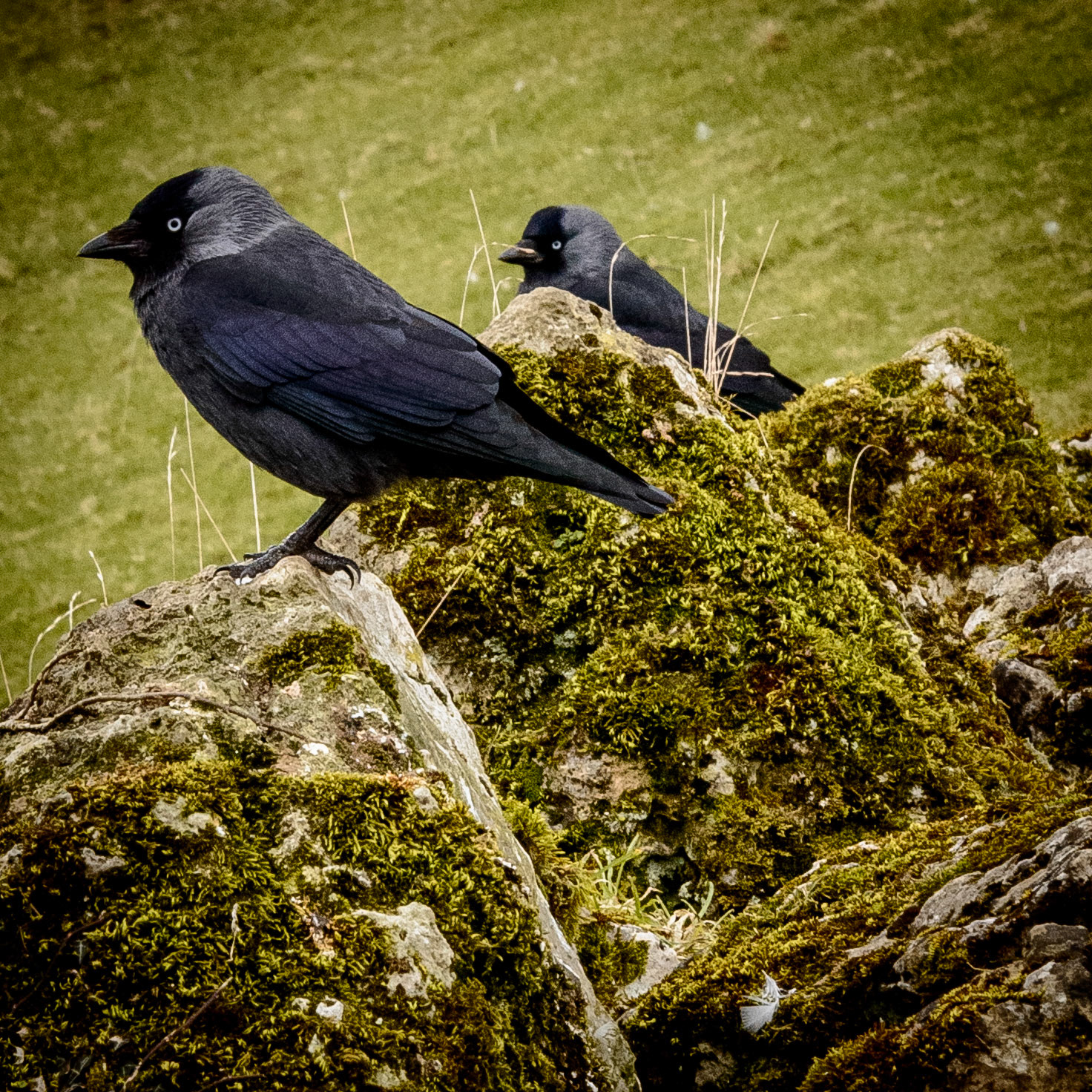 Western Jackdaw