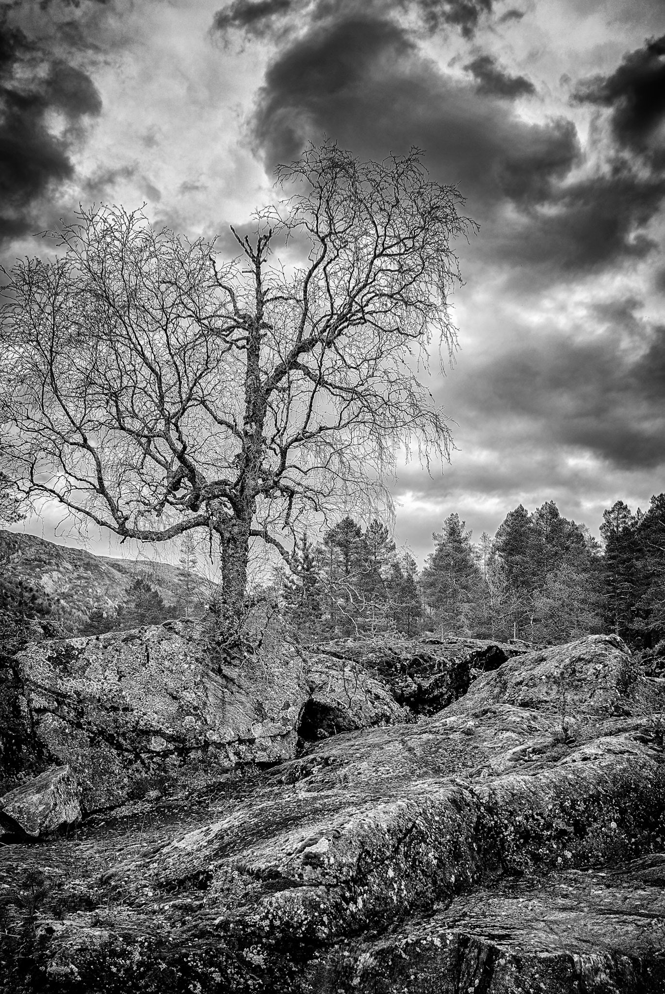 Tree growing on rocks