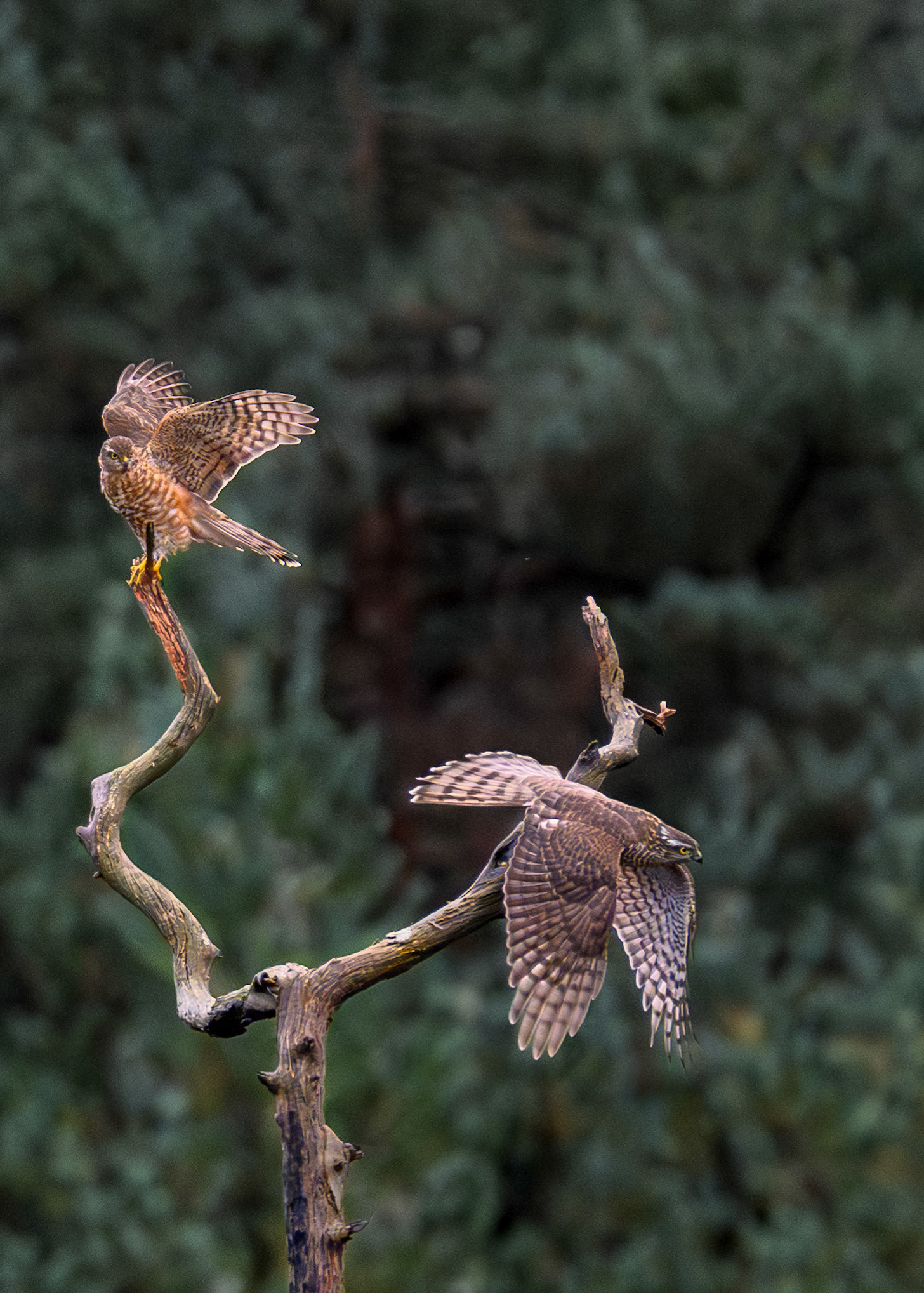 Two juvenile sparrow hawk trying to take the best spot in the tree. Both male and female.