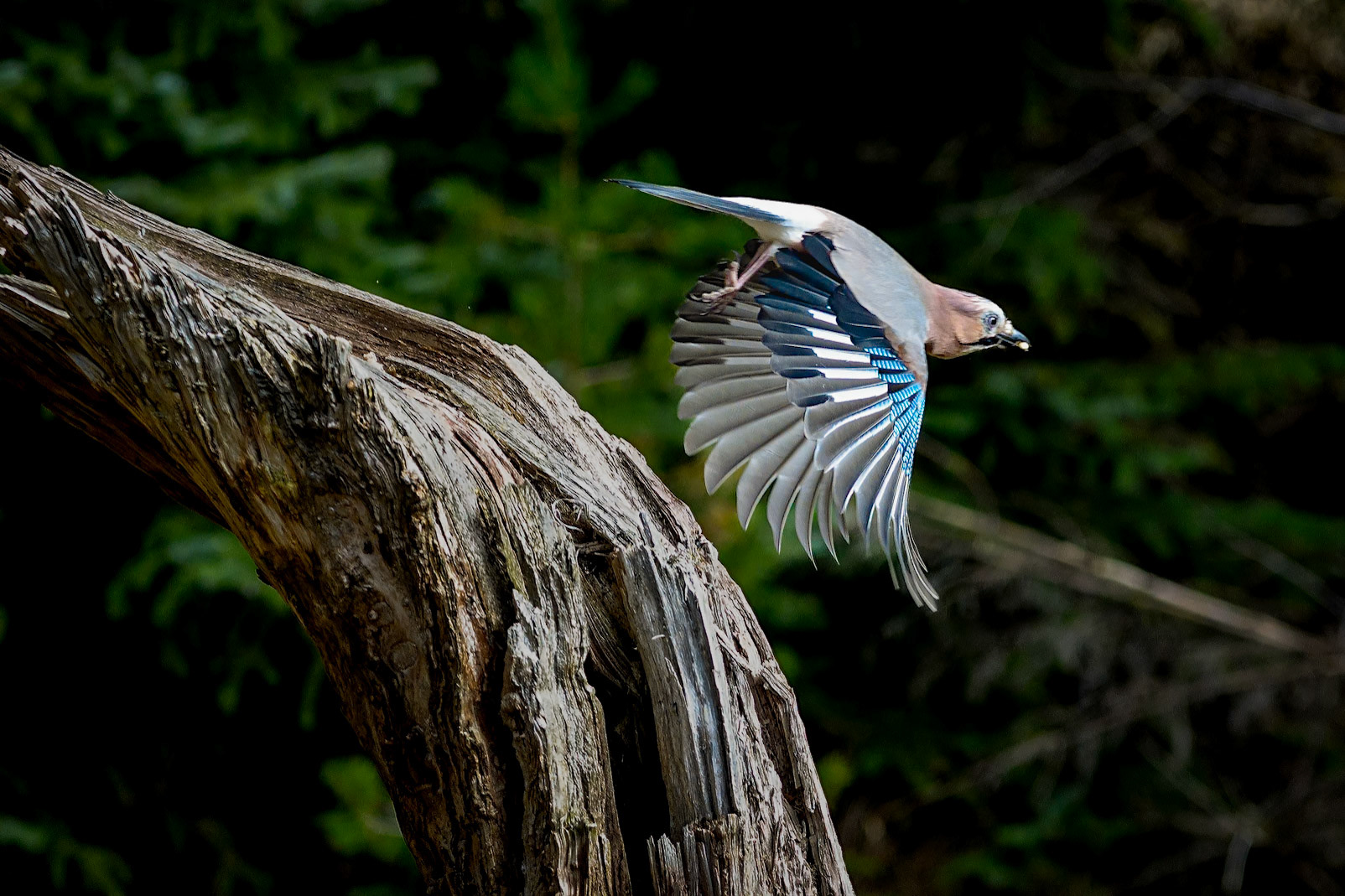 Nøtteskrike - takeoff