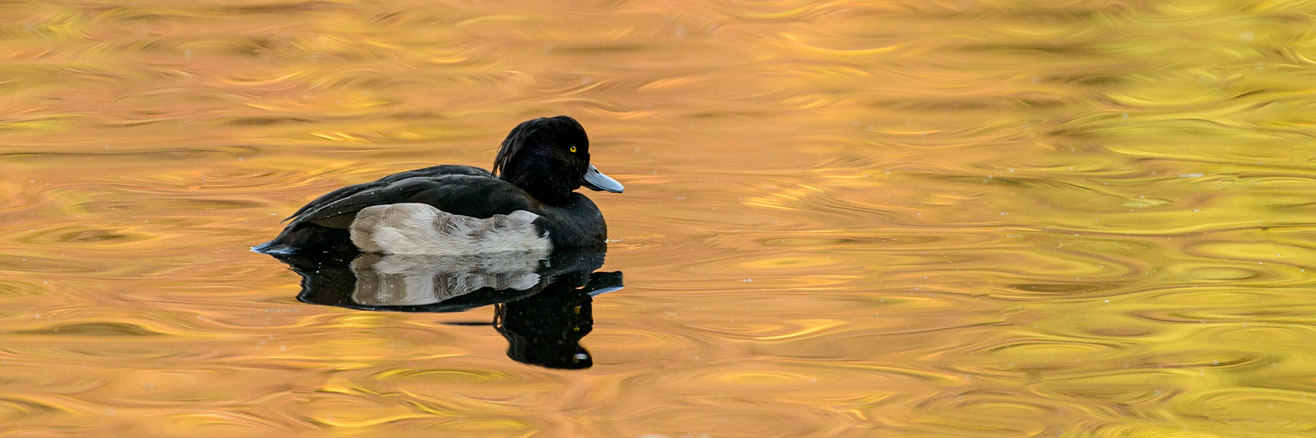 Tufted duck at sunrise