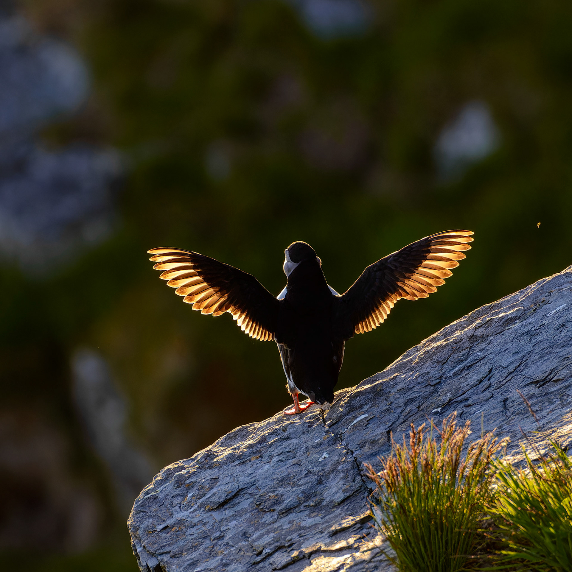 Puffins in sunset II
