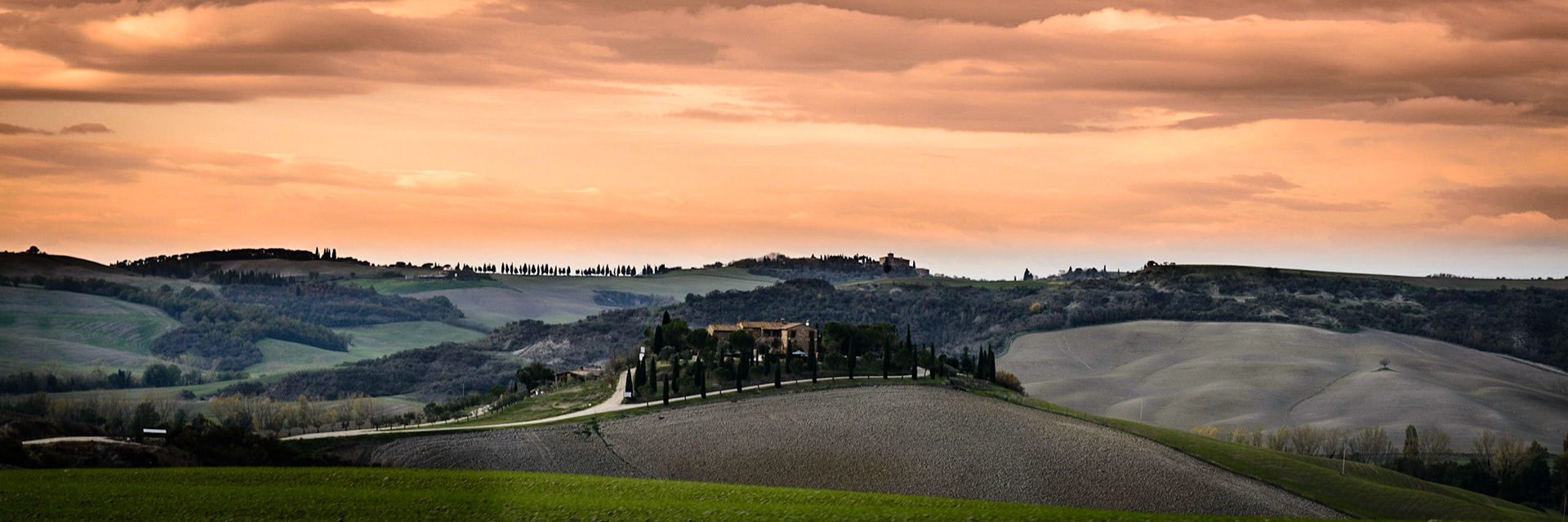 Tuscan wineyard