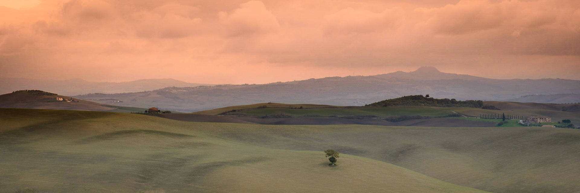 Tree in the field