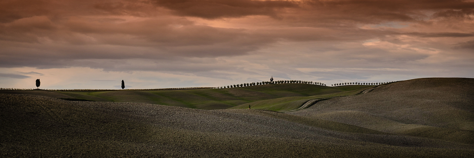 A row of trees