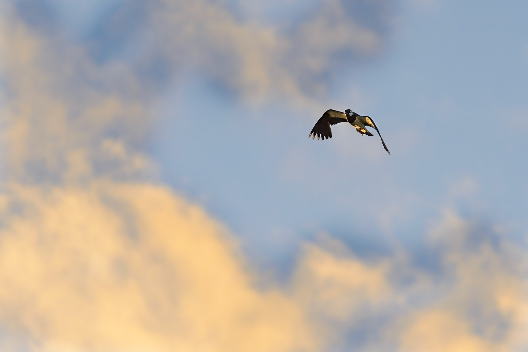Northern Lapwing