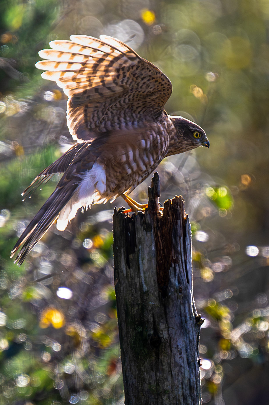 Adult male sparrow hawk, looking for the tits and the finches.