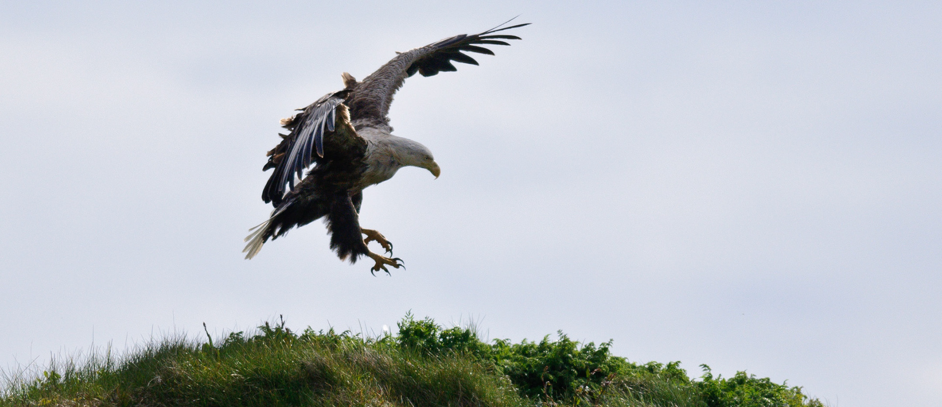 White tailed Eagle II