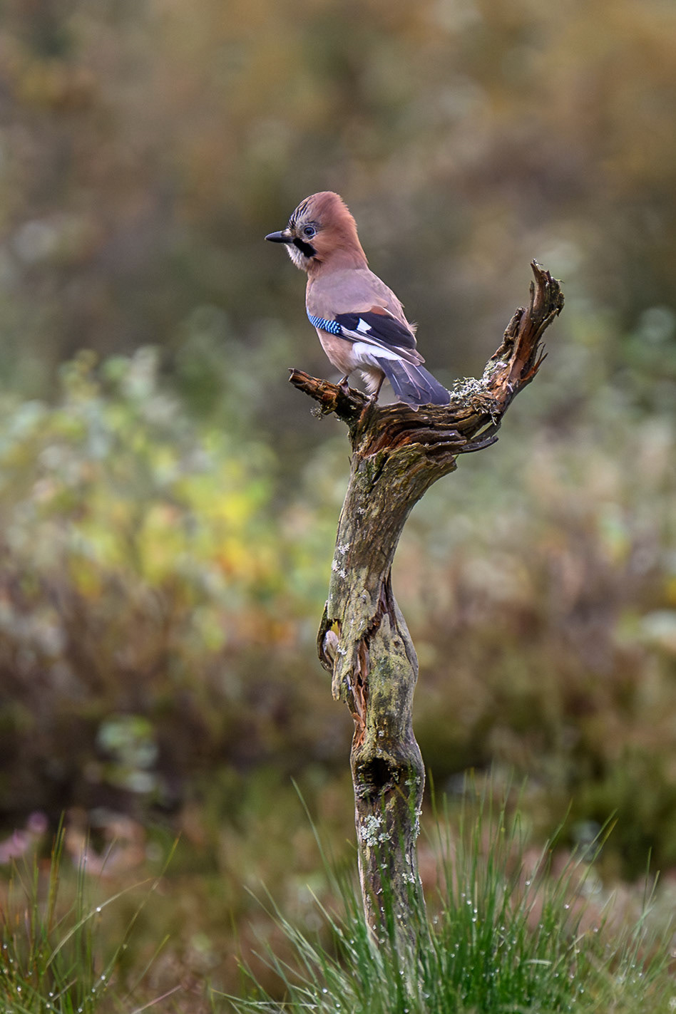 Her blåser nøtteskriken seg litt opp, men det var ingen farer i nærheten denne gangen.