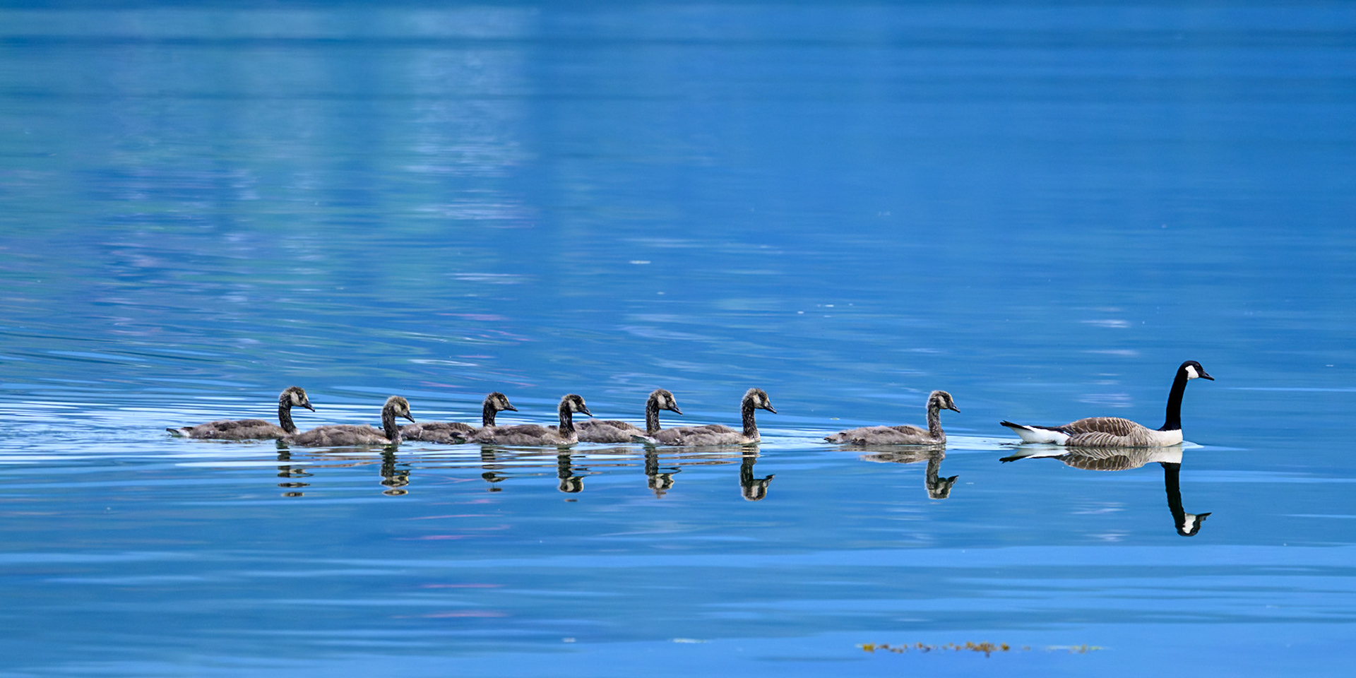 Kanadagås med unger