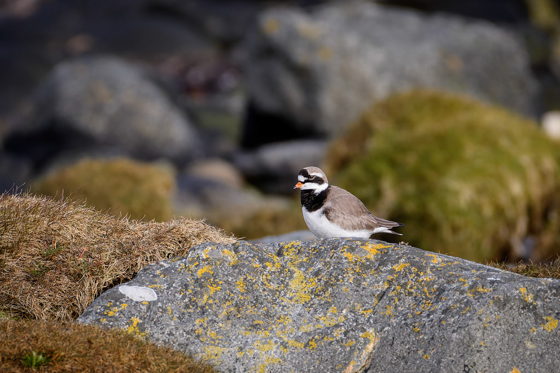 Common Ringed Plover at Herdla