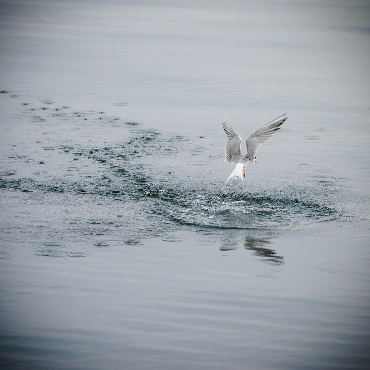 Common Tern II