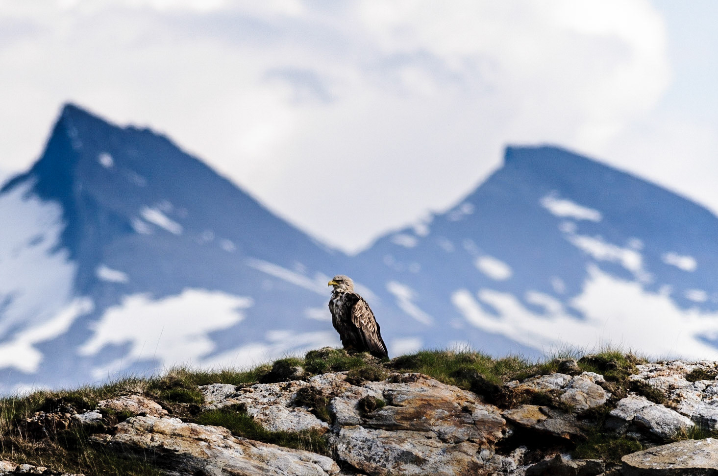White tailed Eagle III