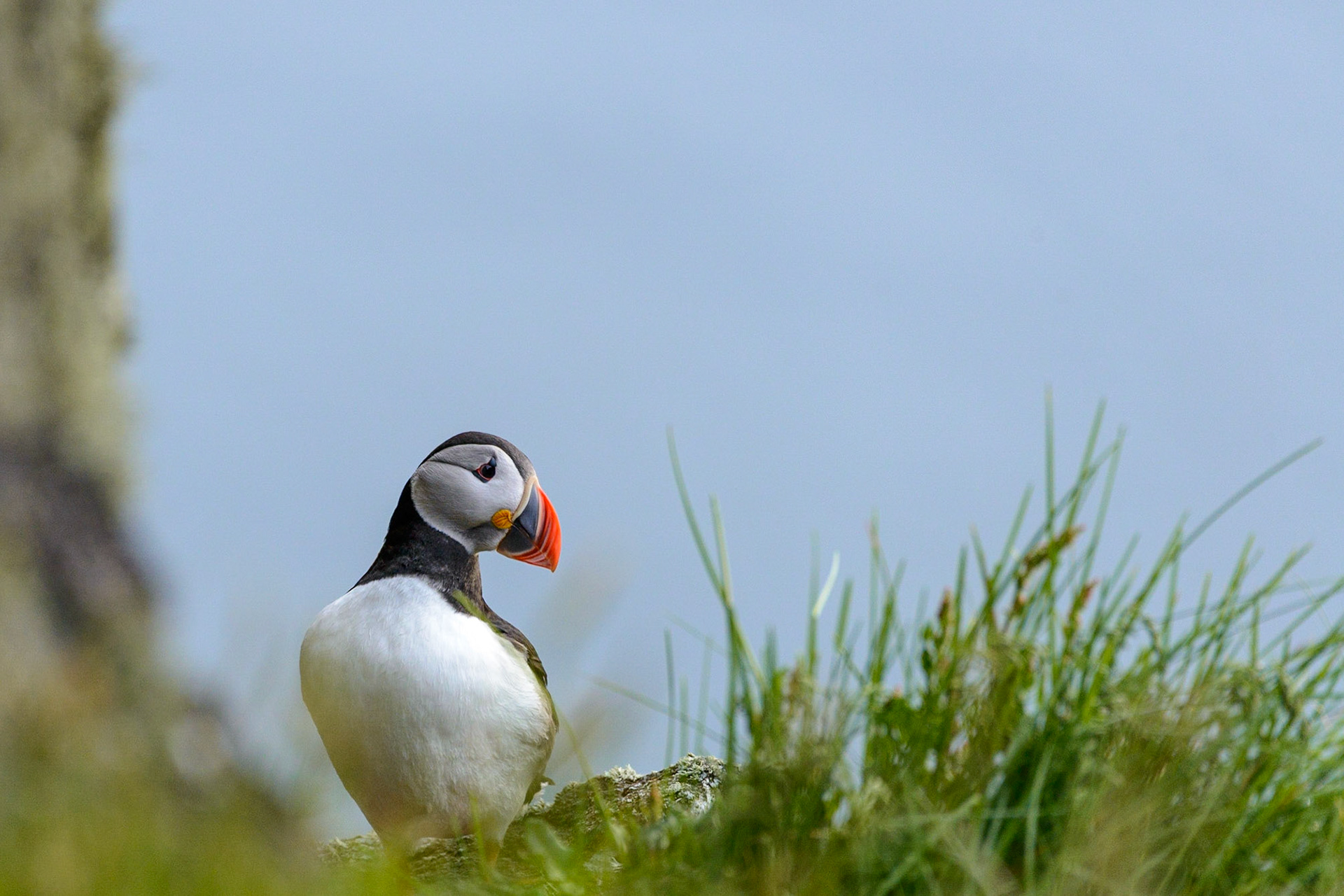 Puffin in the green