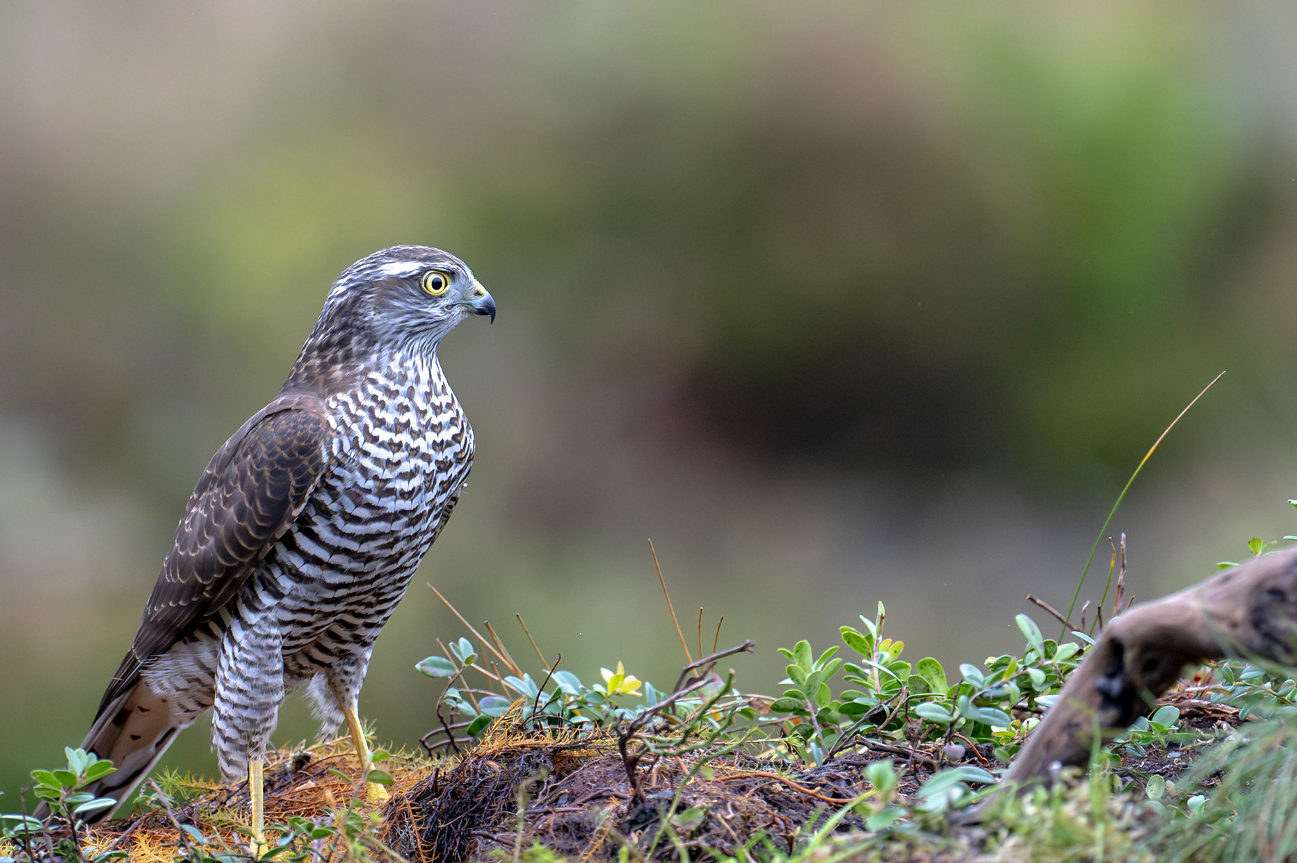 Juvenile female sparrow hawk