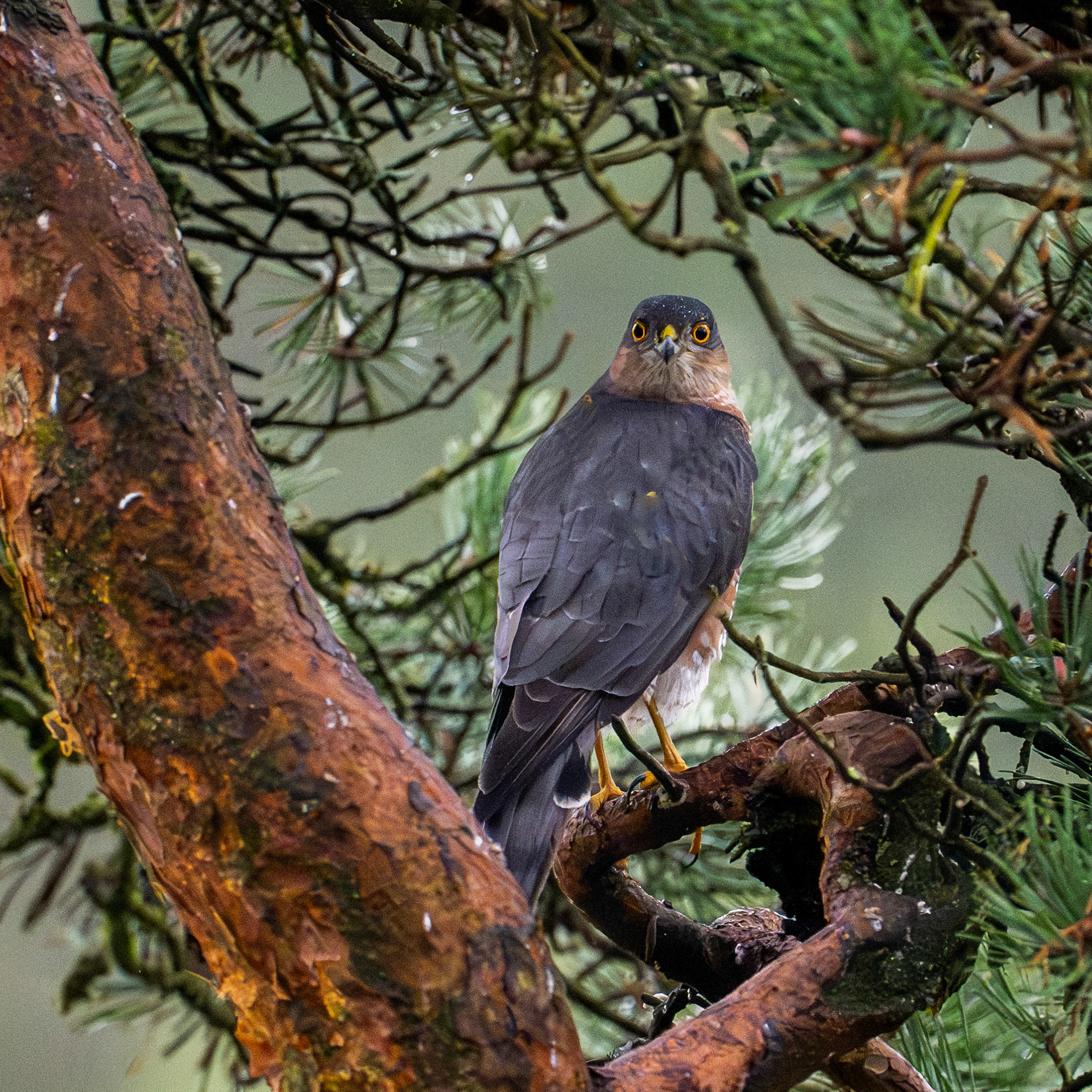 Adult male sparrow hawk