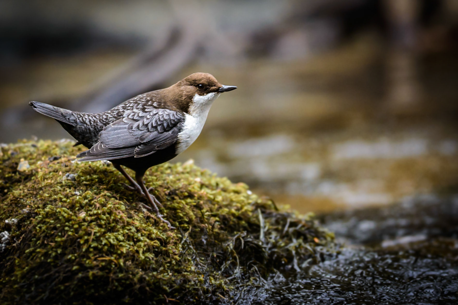 White-throated Dipper