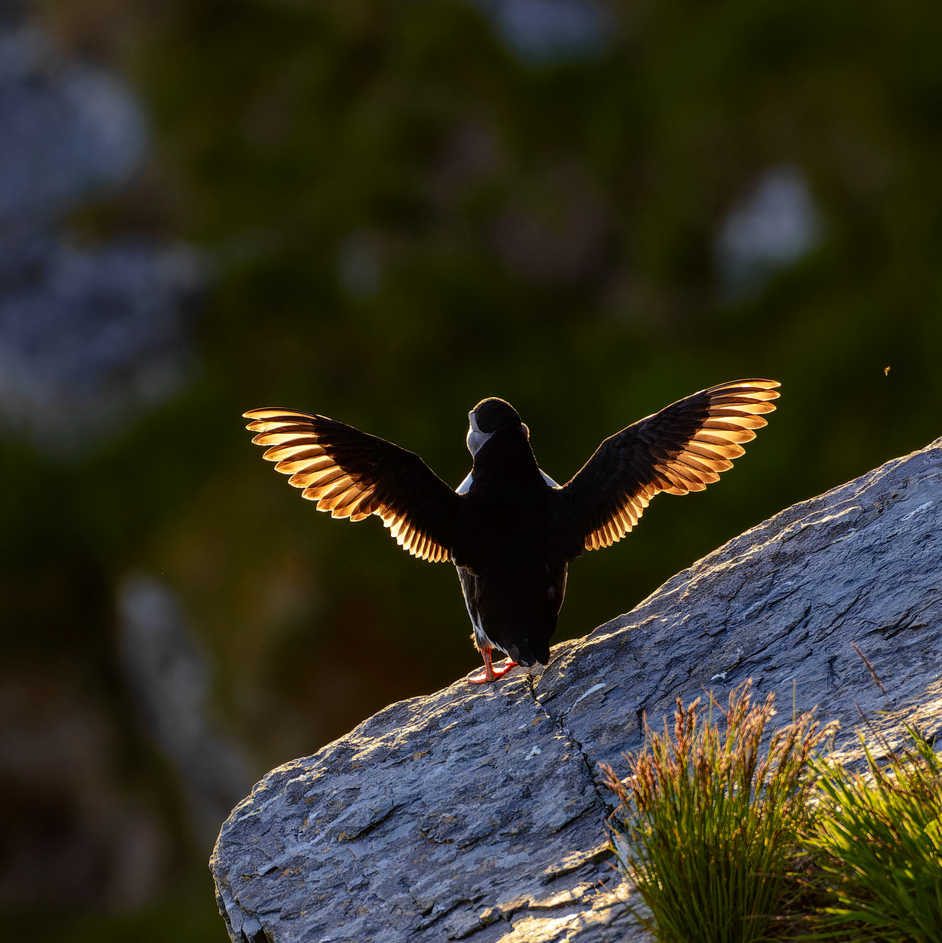 Puffins in sunset II