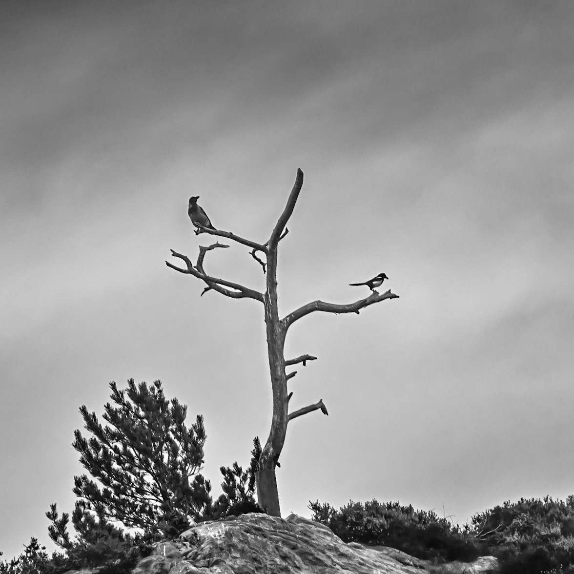 Crow and Magpie in dead tree