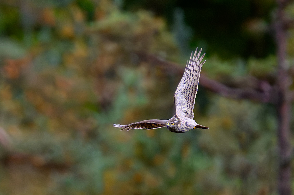 Juvenile female sparrow hawk