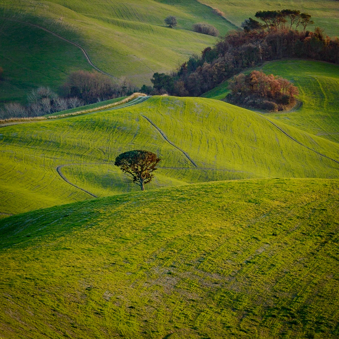 Just another lonly tree