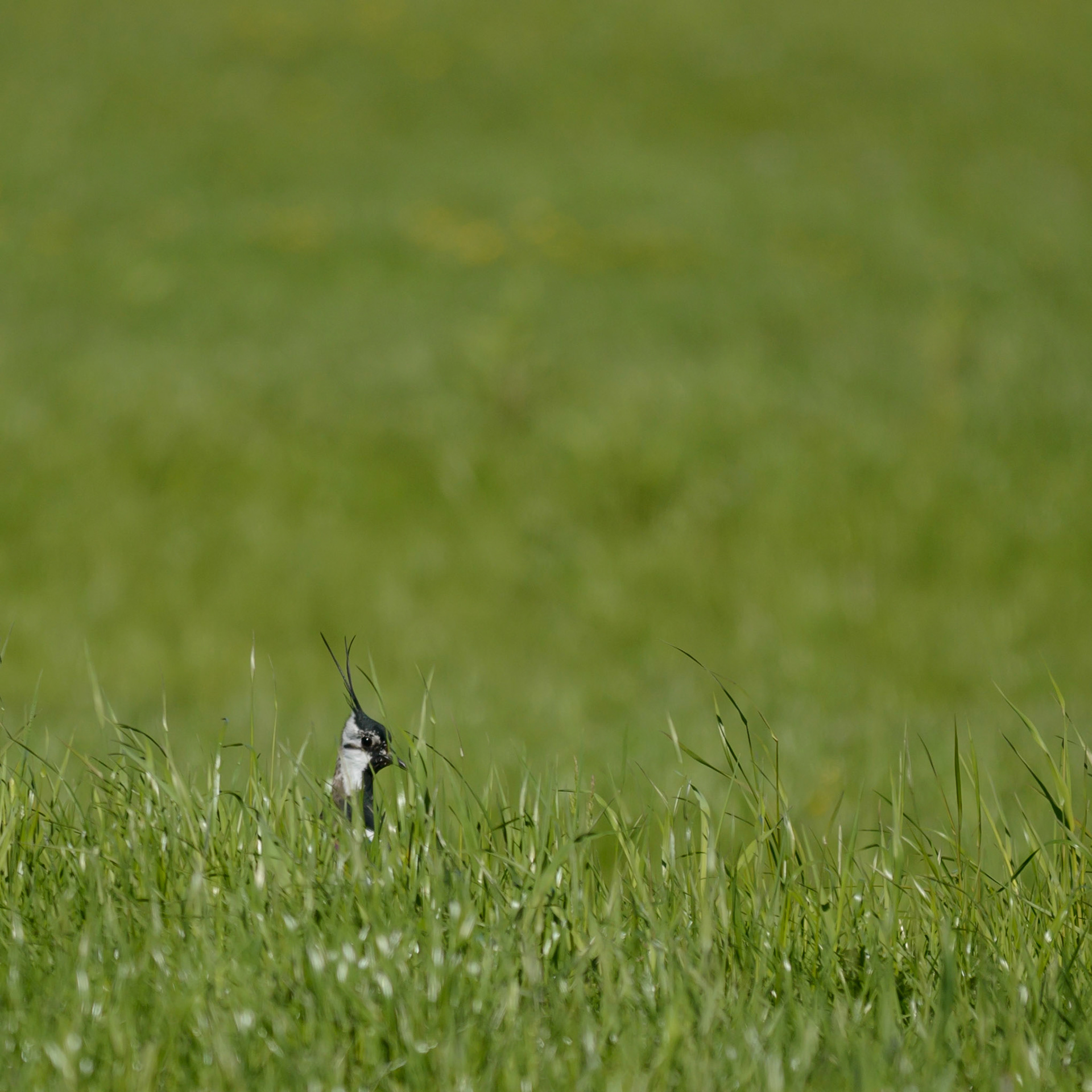 Northern lapwing hiding in the grass
