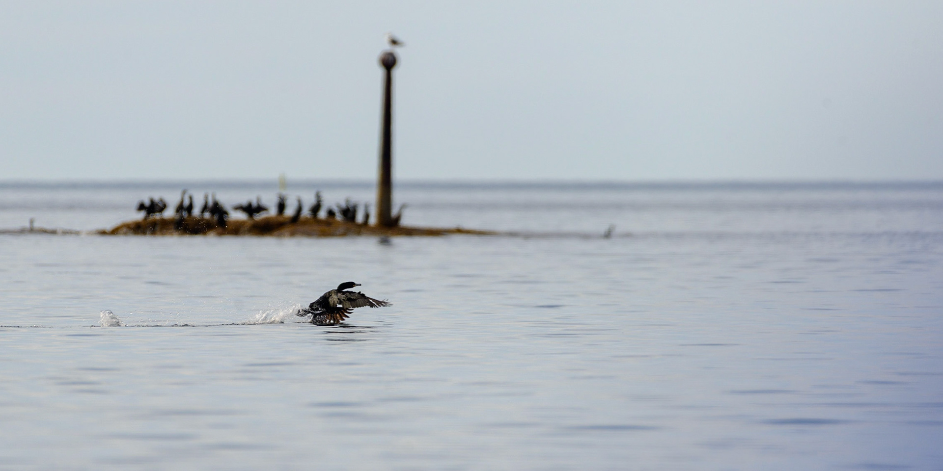 Skarv inn for landing