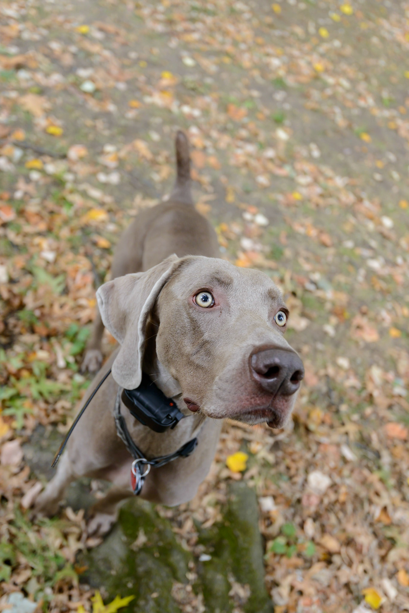 Weimaranian in Central Park