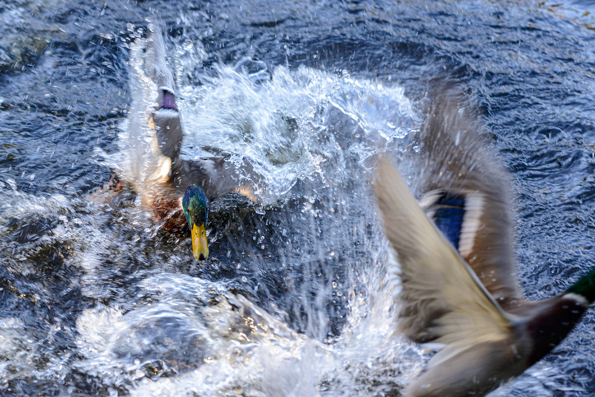 Mallard fighting