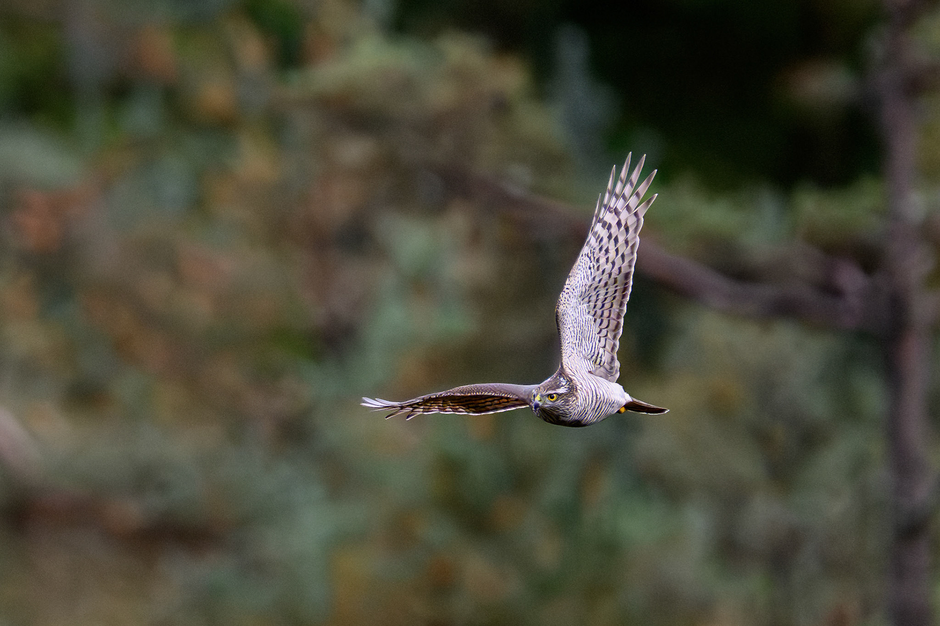 Juvenile female sparrow hawk