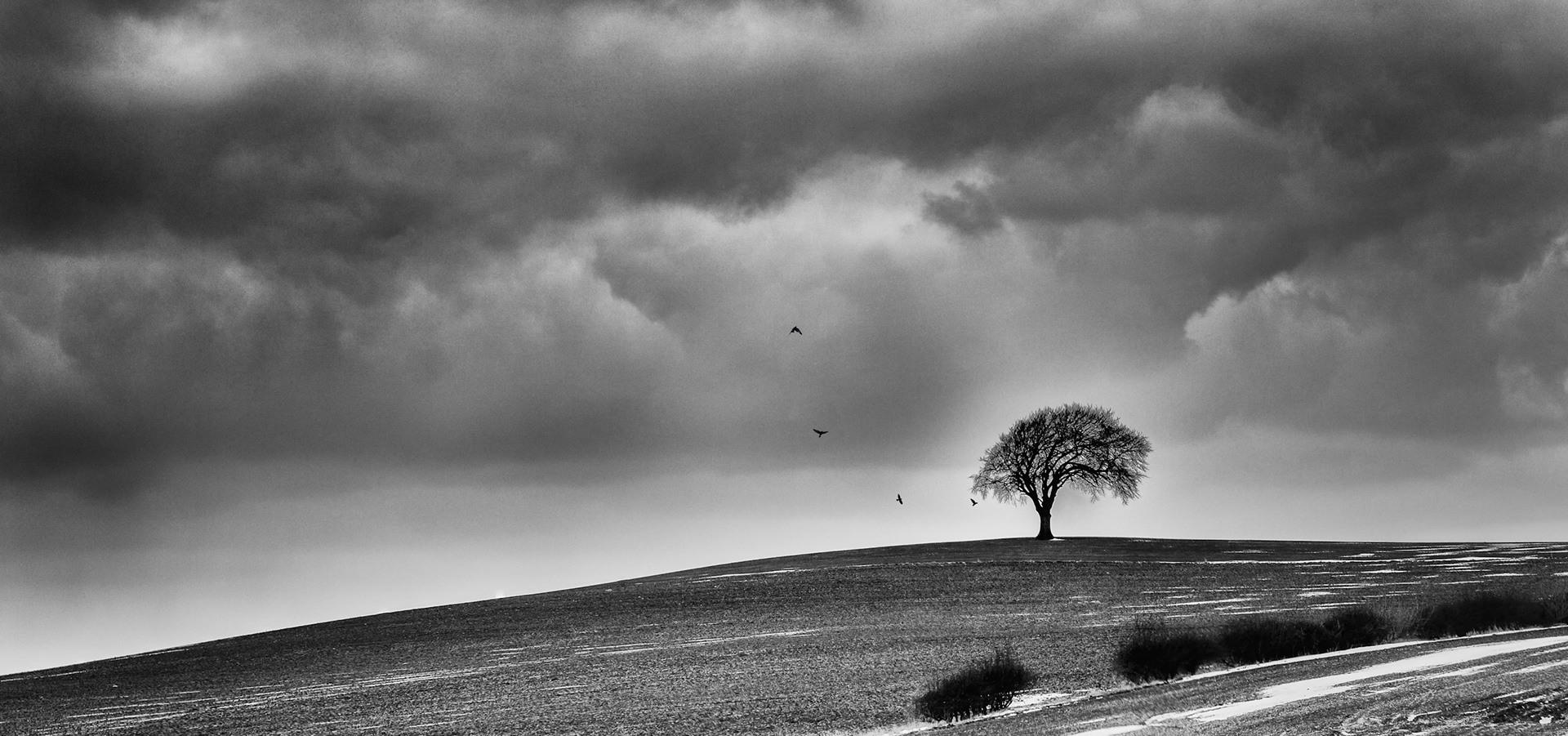 Lonly tree III