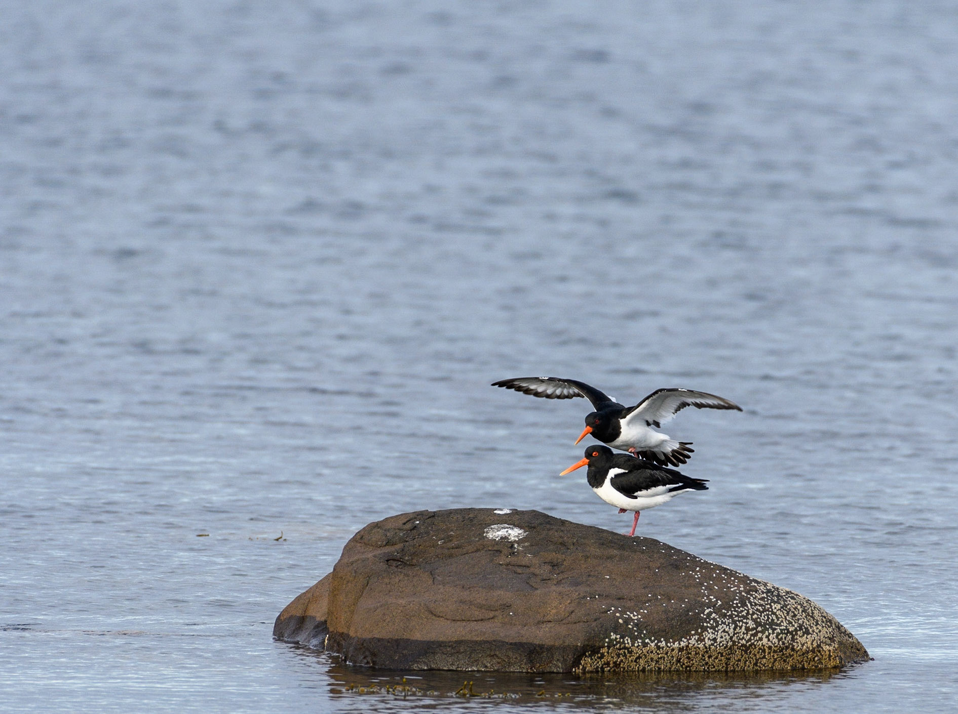A nice pair of oyster catchers