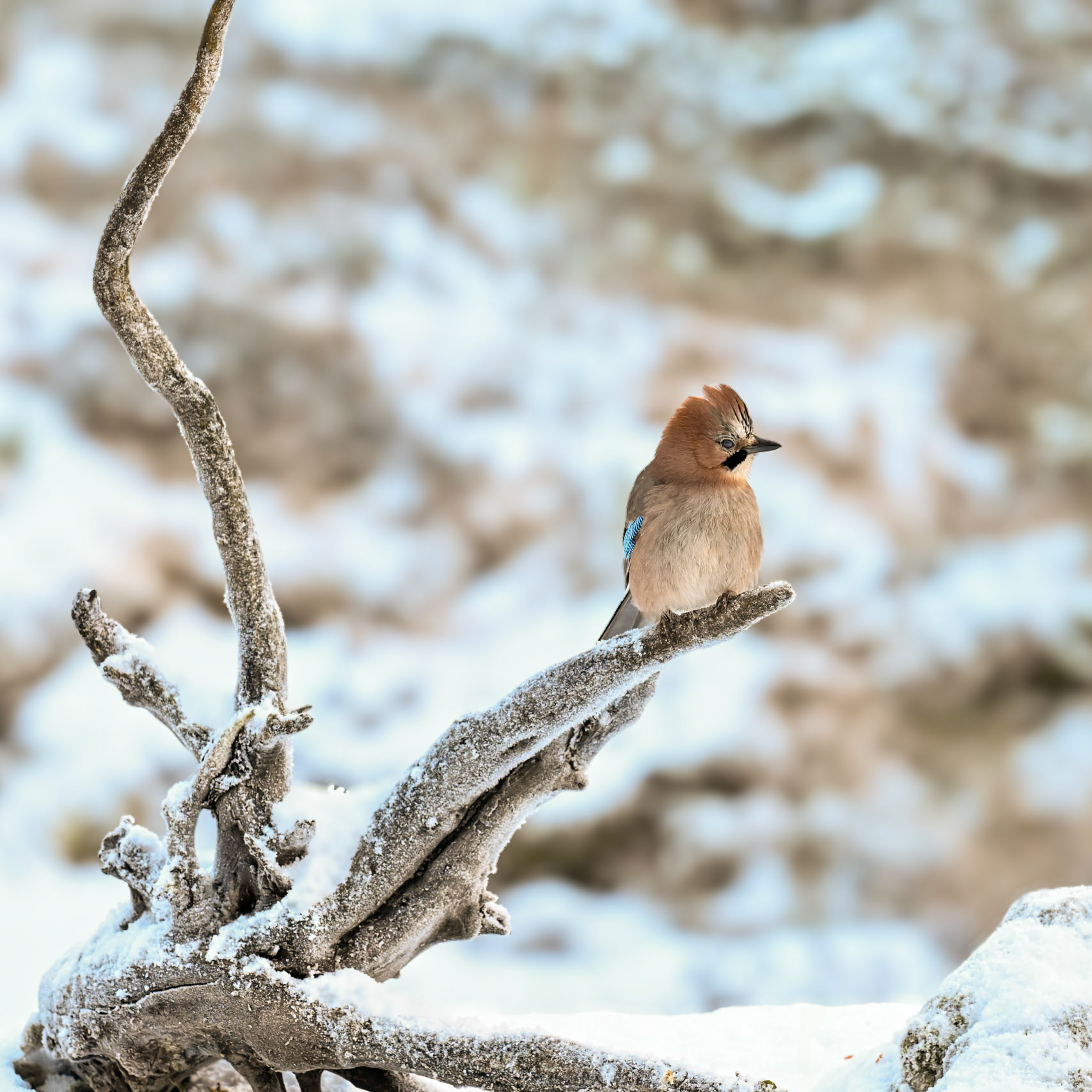 A jay in winter morning