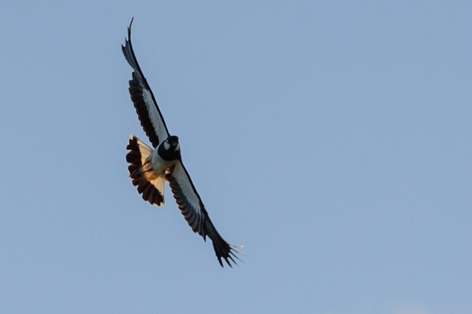 Northern Lapwing II