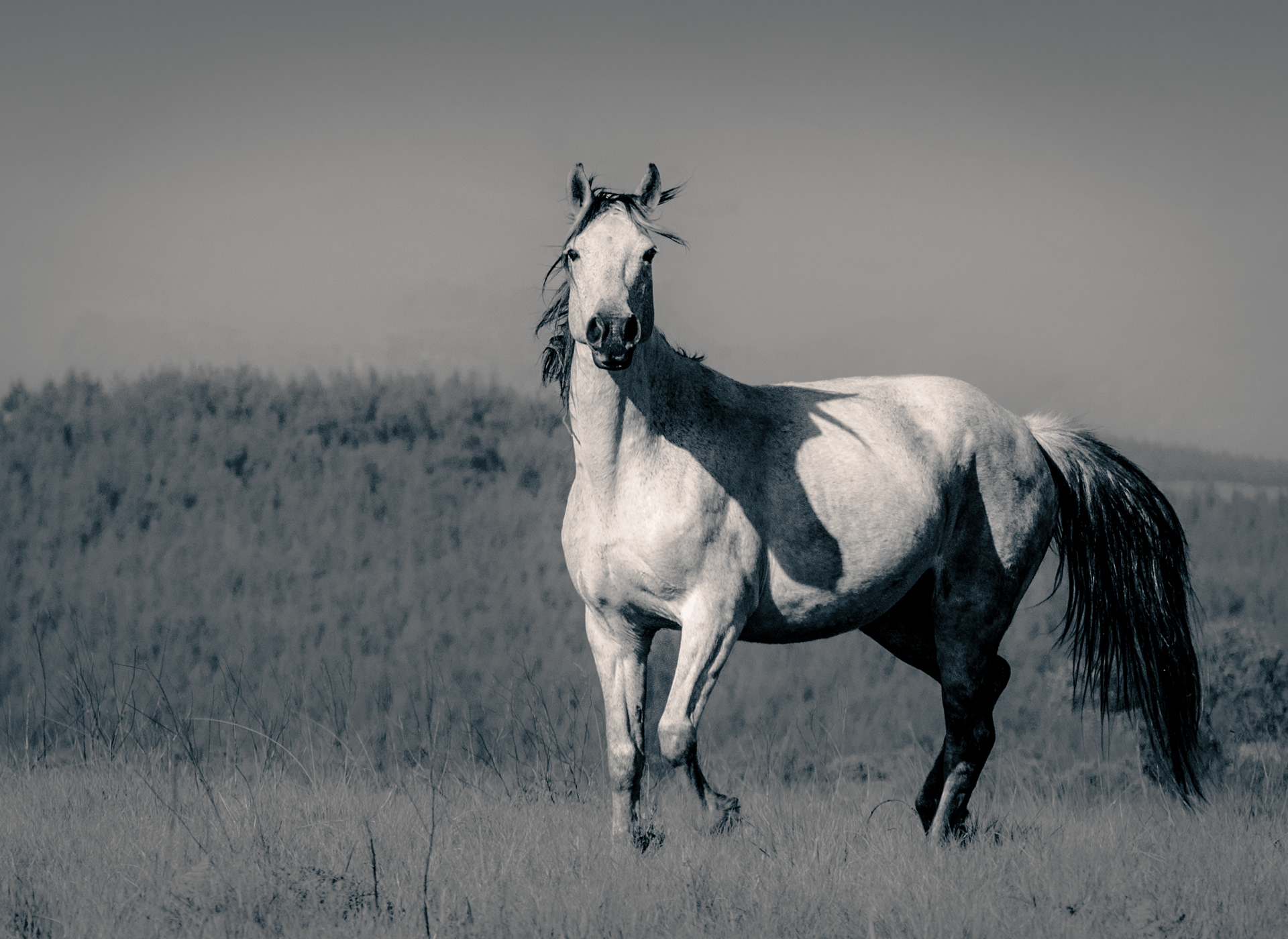 grey horse with head shadow