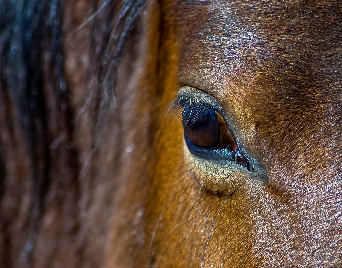 Close-up of horse eye