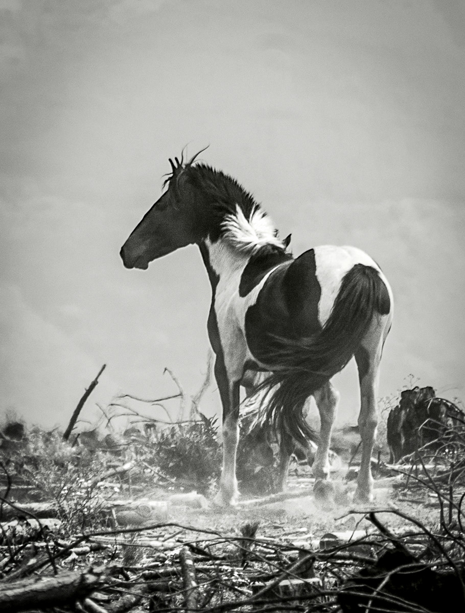 Paint horse standing in burnt field