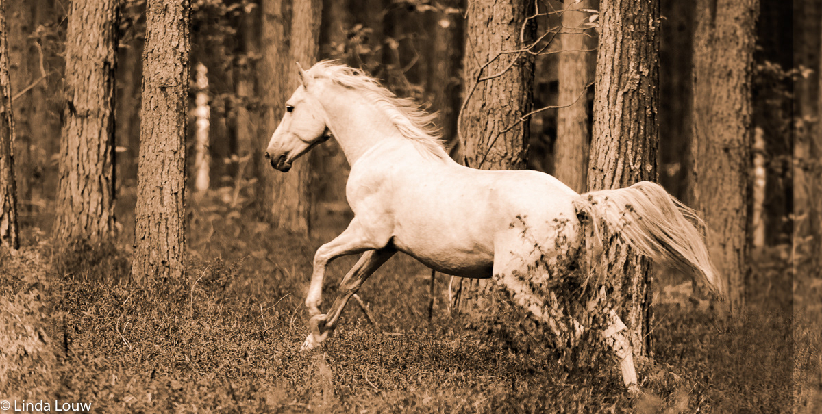 horse running in the forest