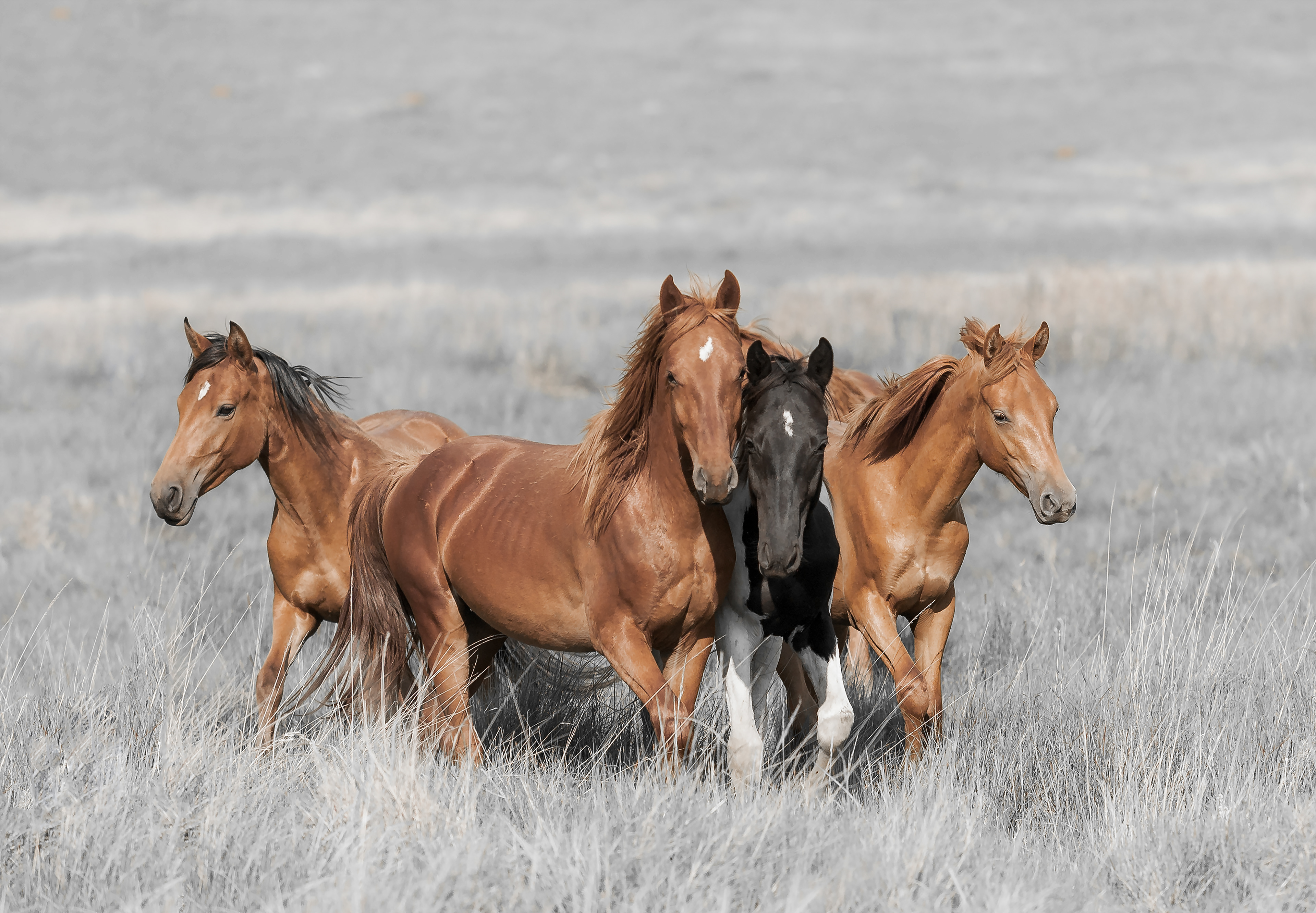 Four young Colts
